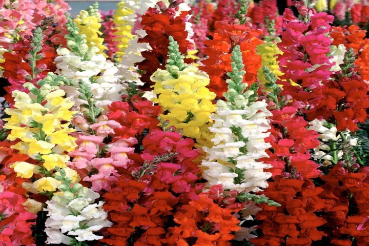 Antirrhinum mixed color flower 